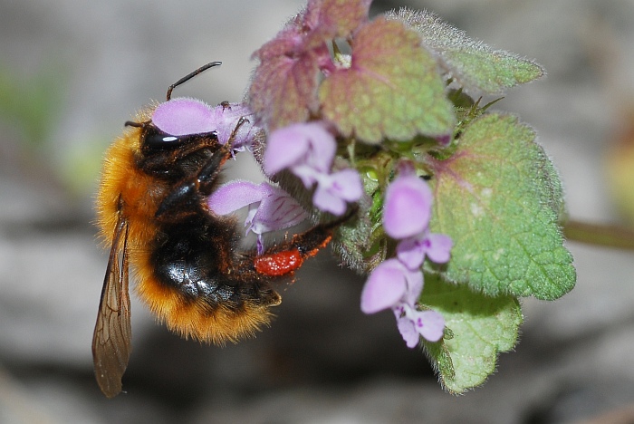 Bombus sp.